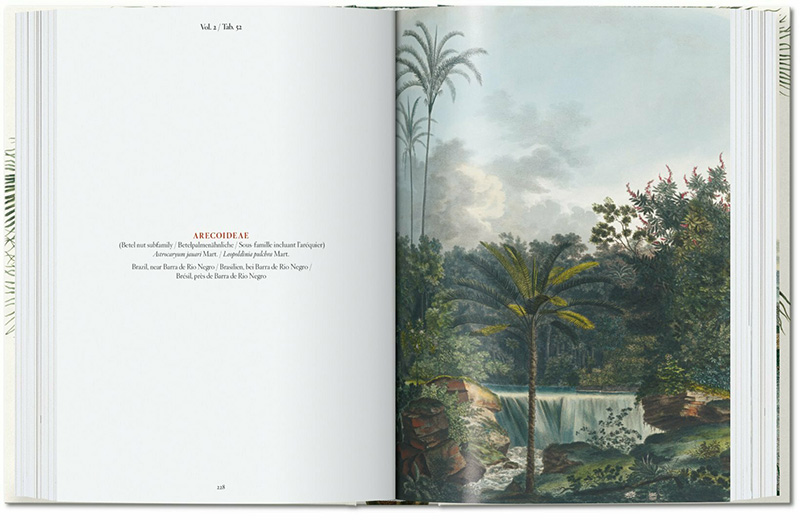 THE BOOK OF PALMS. EDICIÓN 40 ANIVERSARIO 4