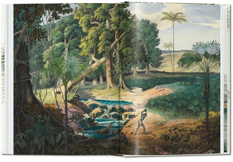 THE BOOK OF PALMS. EDICIÓN 40 ANIVERSARIO 5