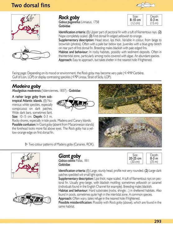 EUROPE AND MEDITERRANEAN MARINE FISH IDENTIFICATION GUIDE 2