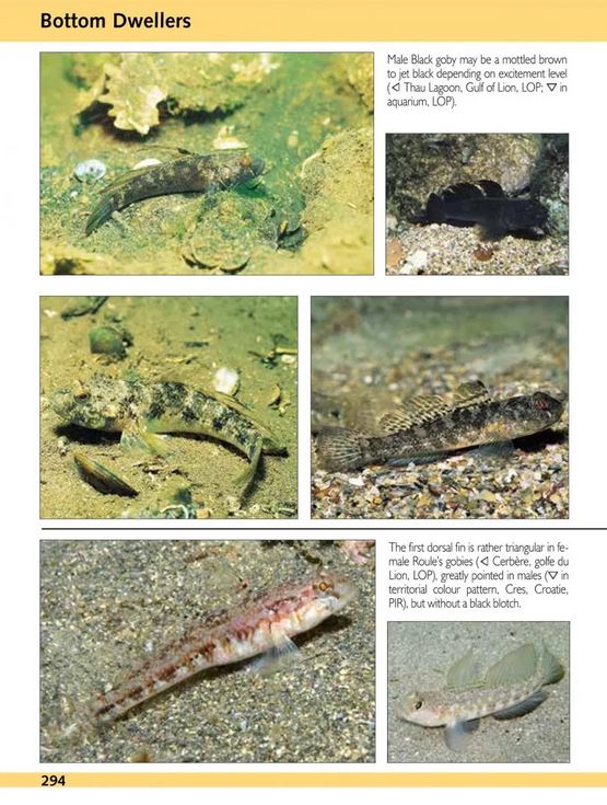 EUROPE AND MEDITERRANEAN MARINE FISH IDENTIFICATION GUIDE 3