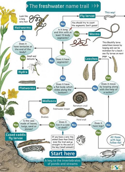 FSC WILDLIFE PACK: PONDS 4