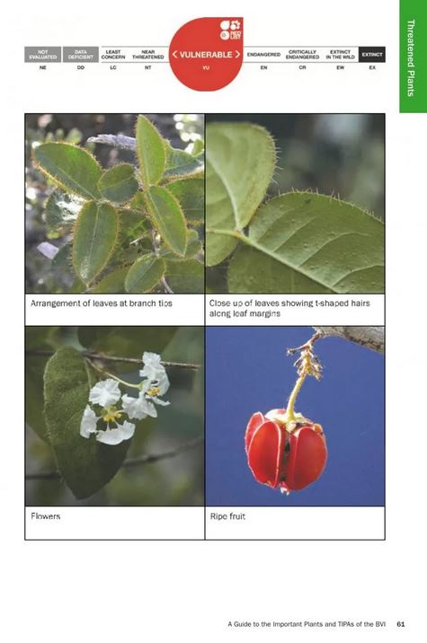 RETAINING NATURE'S LITTLE SECRETS. A GUIDE TO THE IMPORTANT PLANTS AND TROPICAL IMPORTANT PLANT AREAS OF THE BRITISH VIRGIN ISLANDS 2