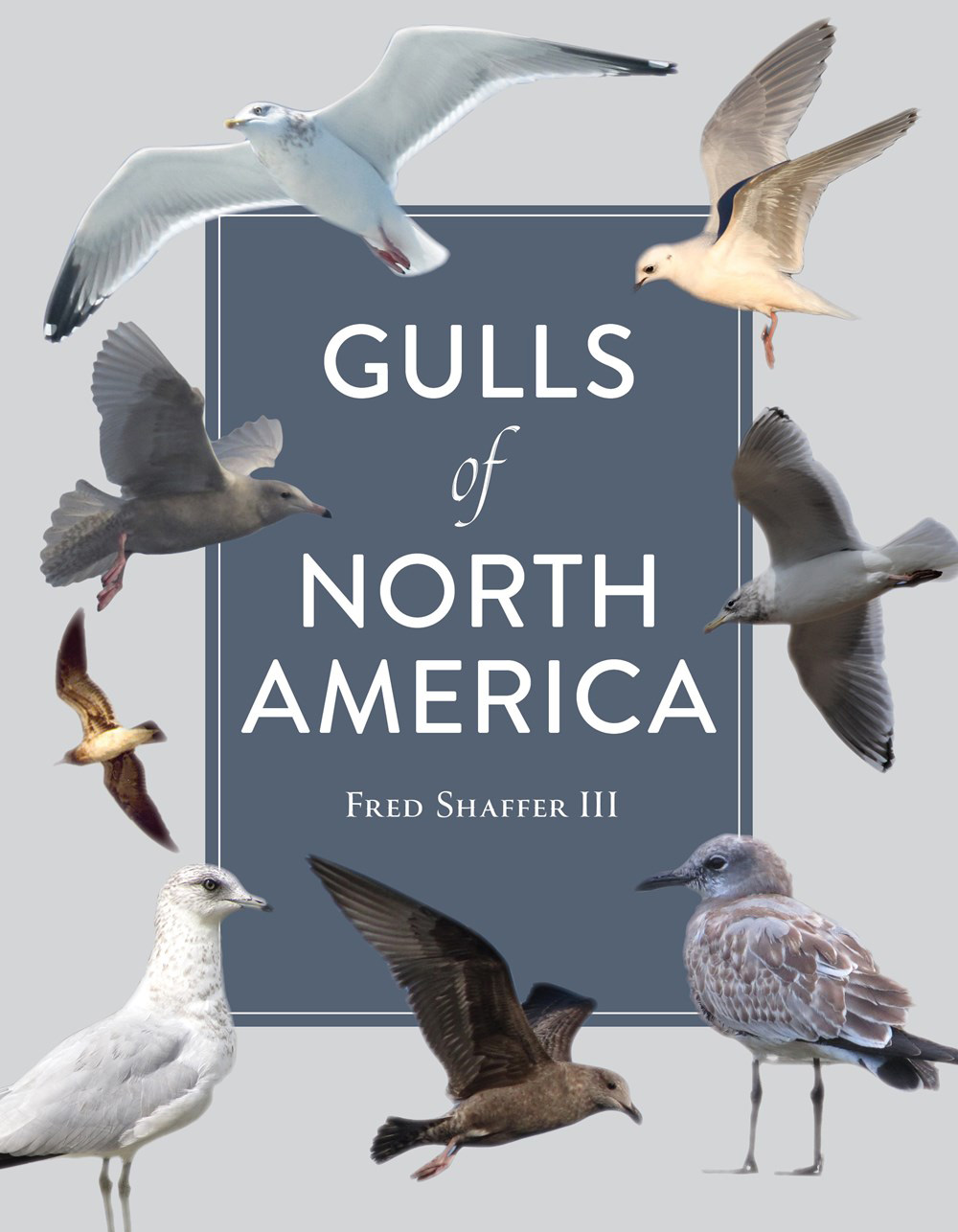 GULLS OF NORTH AMERICA