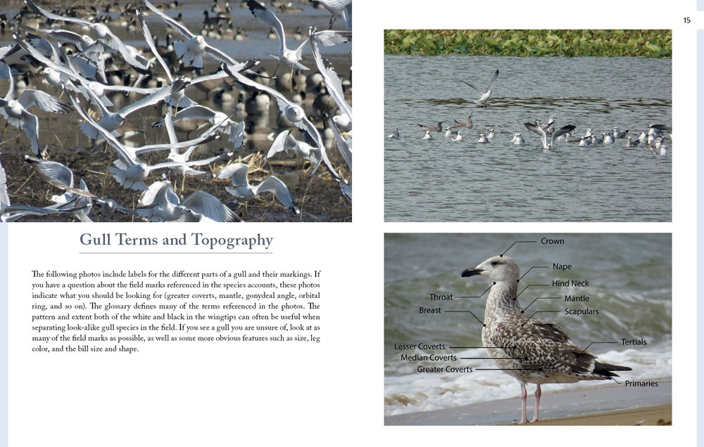 GULLS OF NORTH AMERICA 3