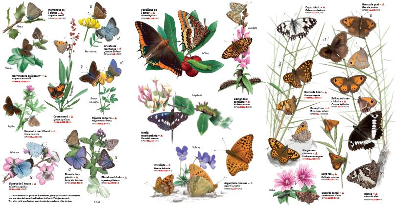 COM DISSENYAR UN JARDÍ DE PAPALLONES. GUIA PRÀCTICA 3