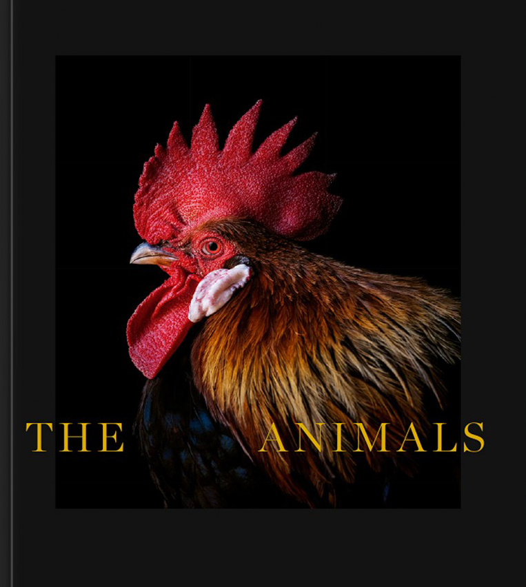 THE ANIMALS. ESTELA DE CASTRO 1