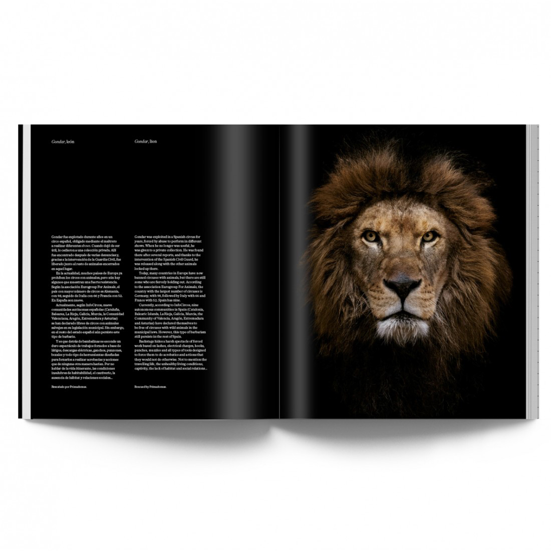 THE ANIMALS. ESTELA DE CASTRO 2