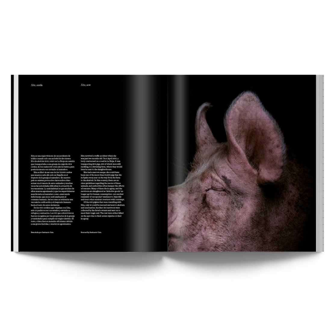 THE ANIMALS. ESTELA DE CASTRO 3