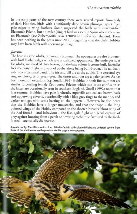 THE EURASIAN HOBBY 2