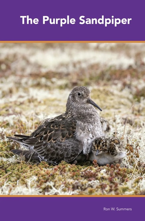 THE PURPLE SANDPIPER