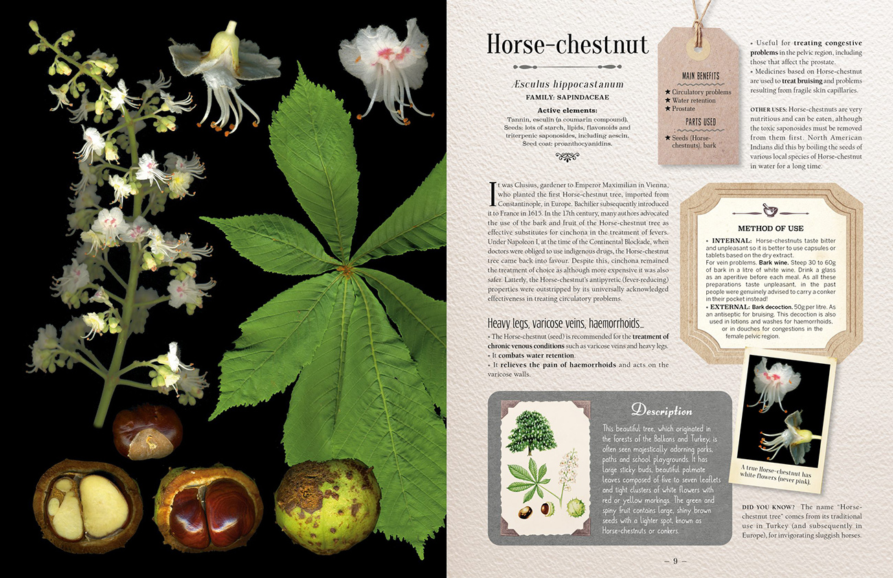 100 PLANTS THAT HEAL. THE ILLUSTRATED HERBARIUM OF MEDICINAL PLANTS 2