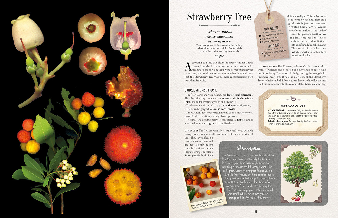 100 PLANTS THAT HEAL. THE ILLUSTRATED HERBARIUM OF MEDICINAL PLANTS 3