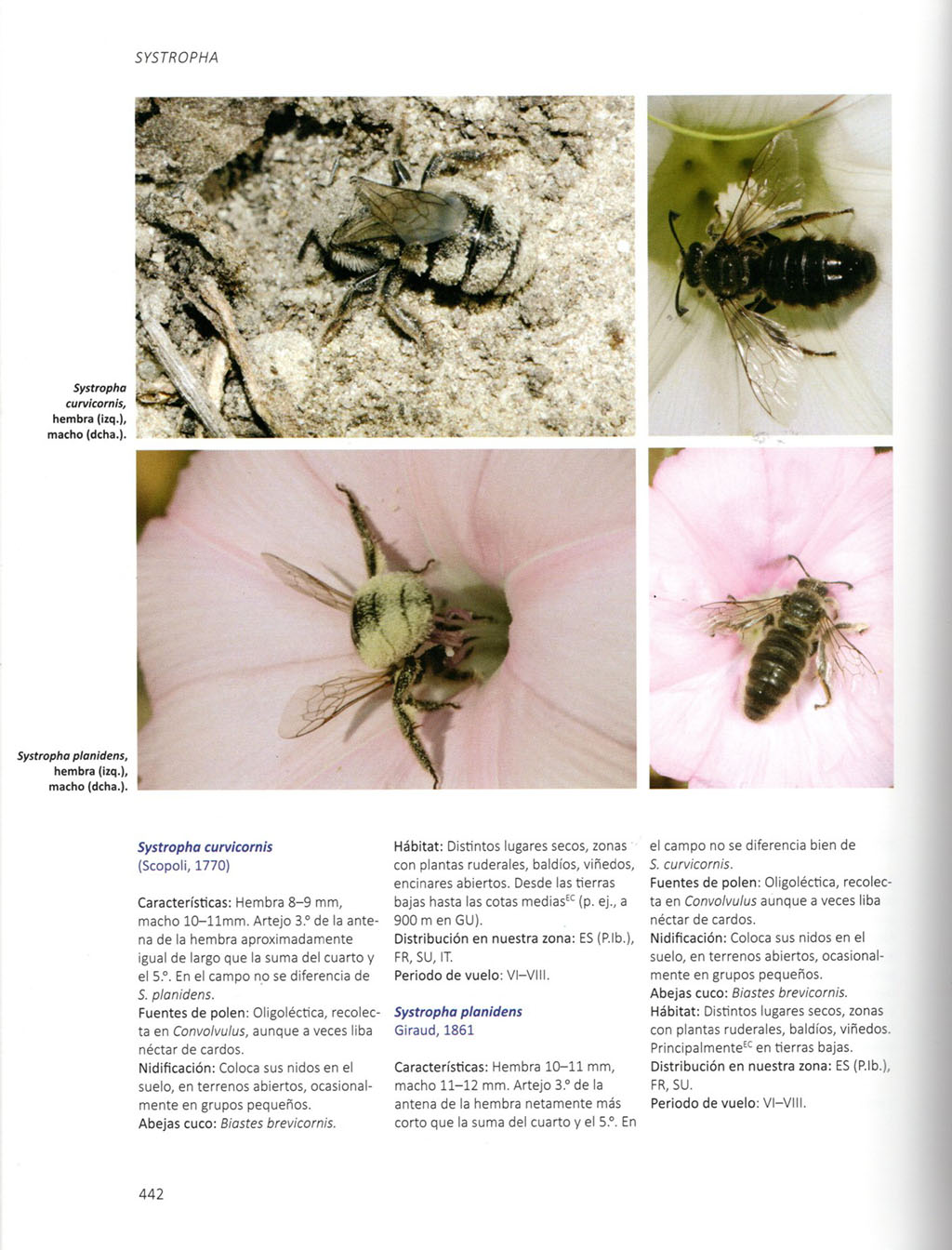 ABEJAS SALVAJES DE EUROPA. BIOLOGÍA, DINÁMICA DE HÁBITATS Y PELIGROS 3