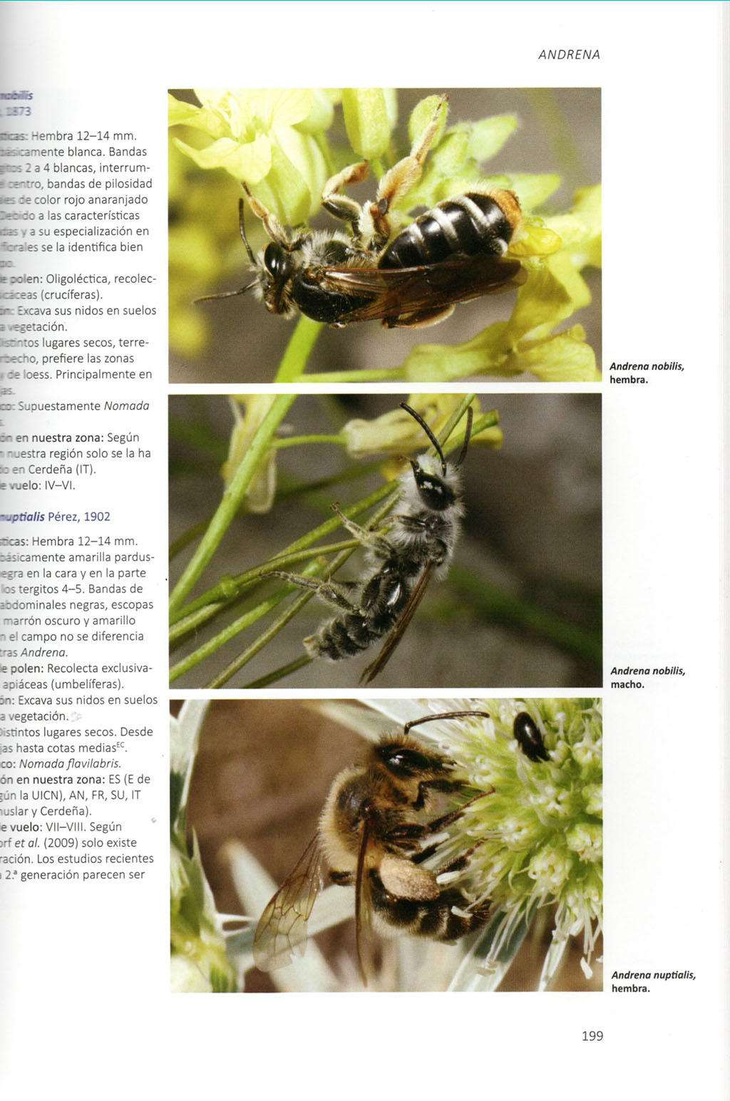 ABEJAS SALVAJES DE EUROPA. BIOLOGÍA, DINÁMICA DE HÁBITATS Y PELIGROS 4