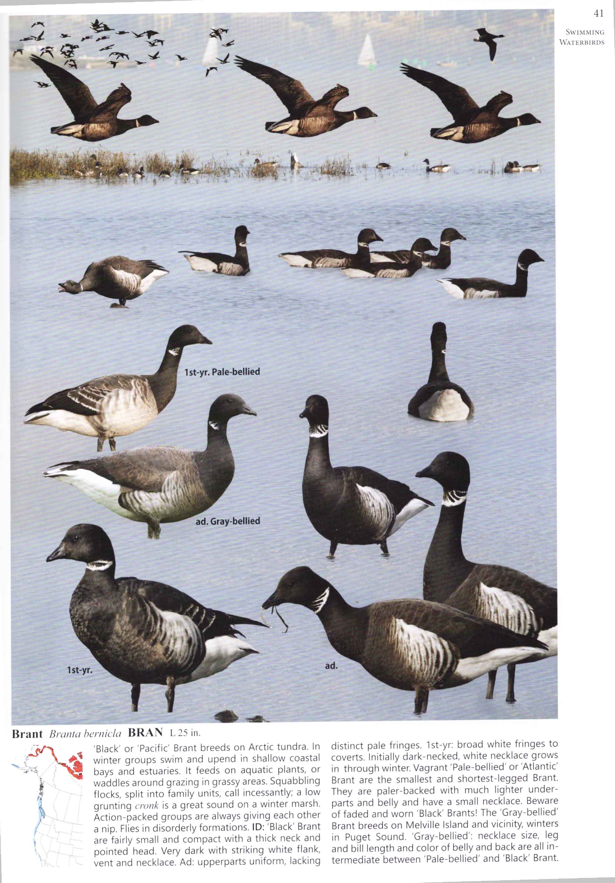 THE CROSSLEY ID GUIDE : WESTERN BIRDS 2