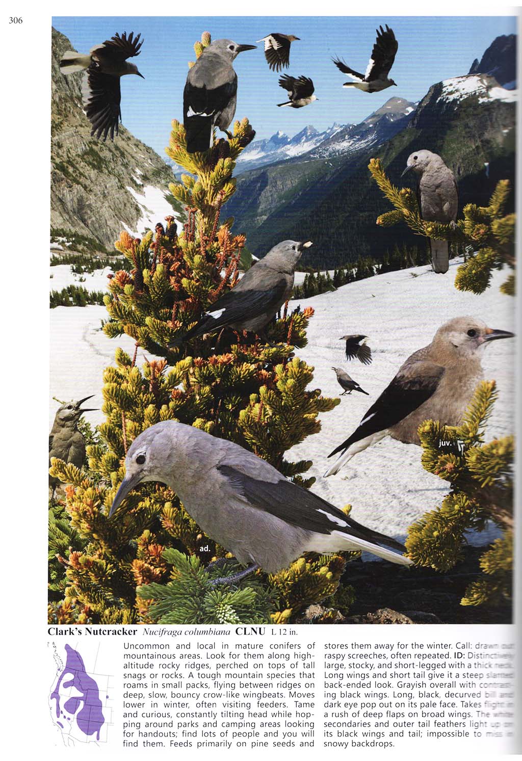 THE CROSSLEY ID GUIDE : WESTERN BIRDS 3