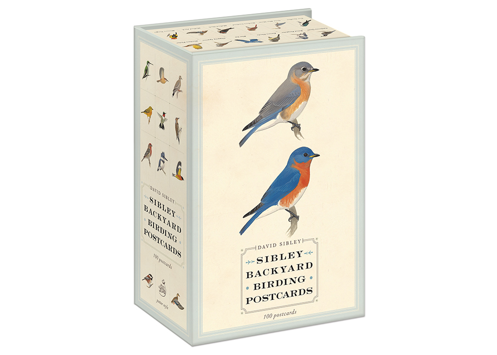 SIBLEY BACKYARD BIRDING POSTCARDS: 100 POSTCARDS