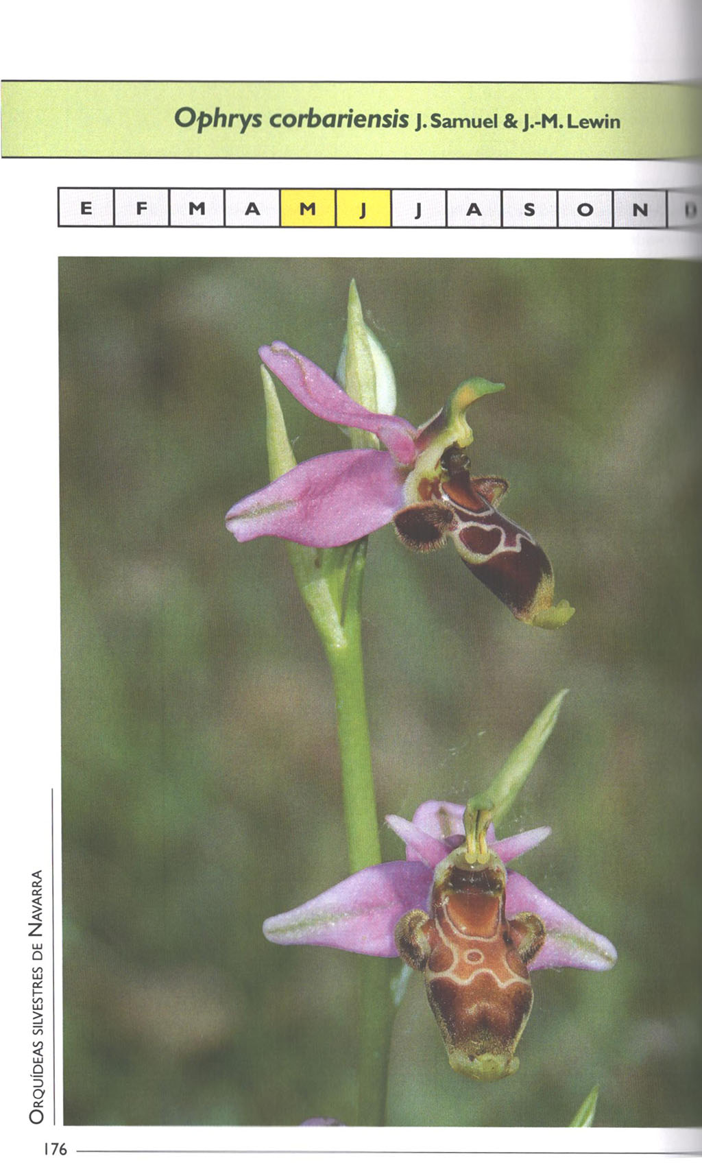 ORQUÍDEAS SILVESTRES DE NAVARRA 2