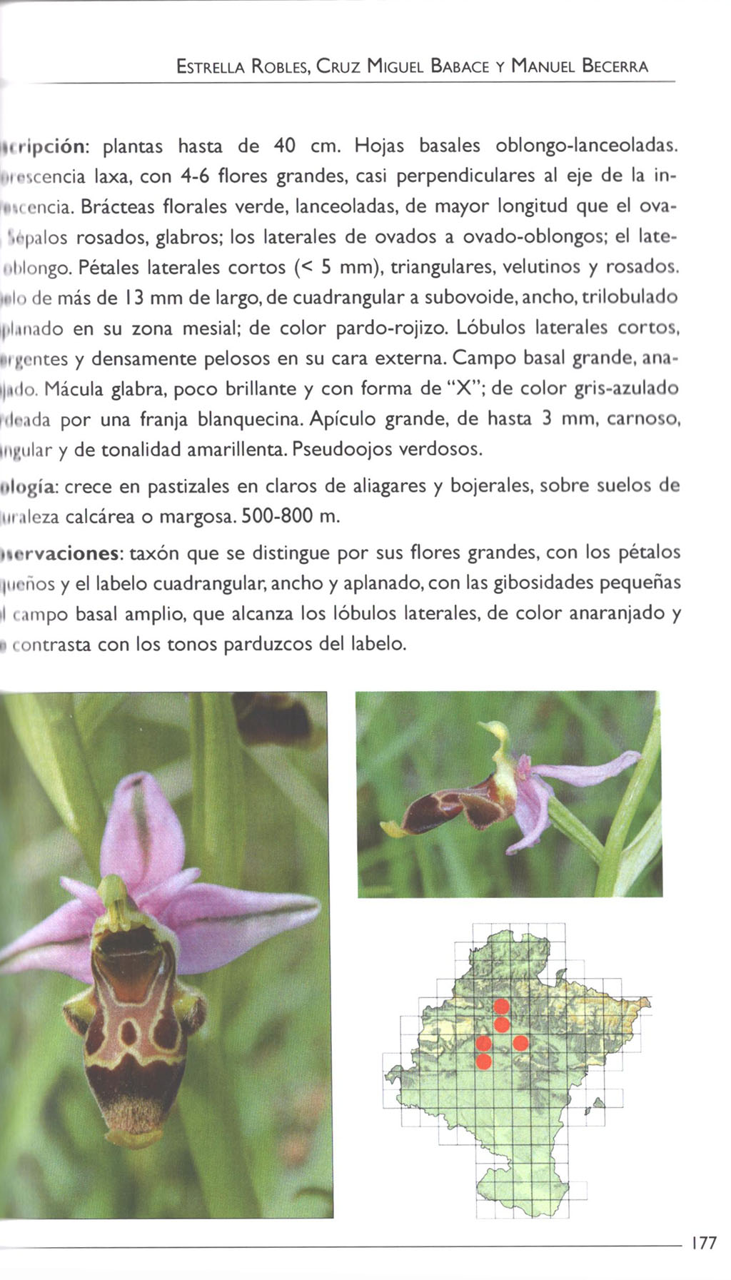 ORQUÍDEAS SILVESTRES DE NAVARRA 3