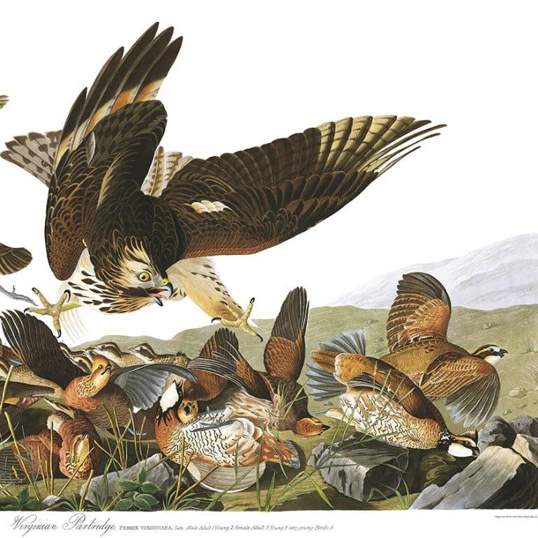 JOHN JAMES AUDUBON. THE BIRDS OF AMERICA 2
