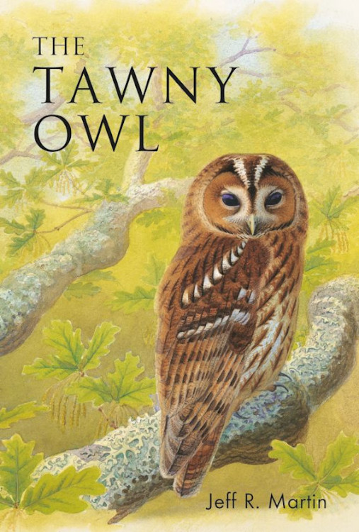THE TAWNY OWL