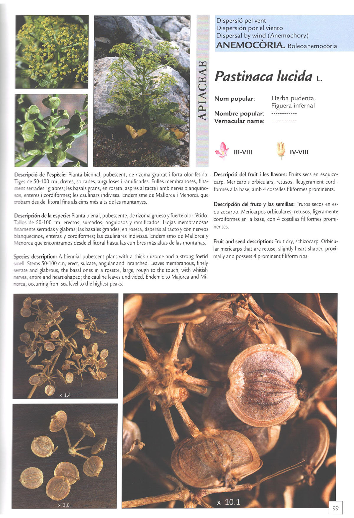 DIÀSPORES. FRUITS I LLAVORS DE LA FLORA BALEAR. DISPERSIÓ/ DIÁPORAS FRUTOS Y SEMILLAS DE LA FLORA BALEAR. DISPERSIÓN/DIÀSPORES FRUITS AND SEEDS OF BAL 2