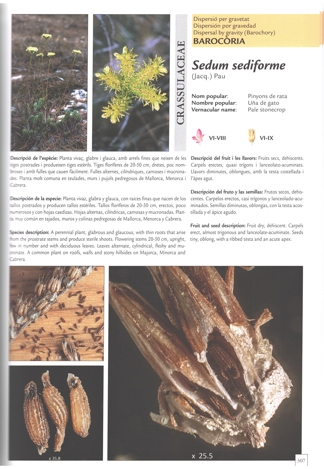DIÀSPORES. FRUITS I LLAVORS DE LA FLORA BALEAR. DISPERSIÓ/ DIÁPORAS FRUTOS Y SEMILLAS DE LA FLORA BALEAR. DISPERSIÓN/DIÀSPORES FRUITS AND SEEDS OF BAL 3