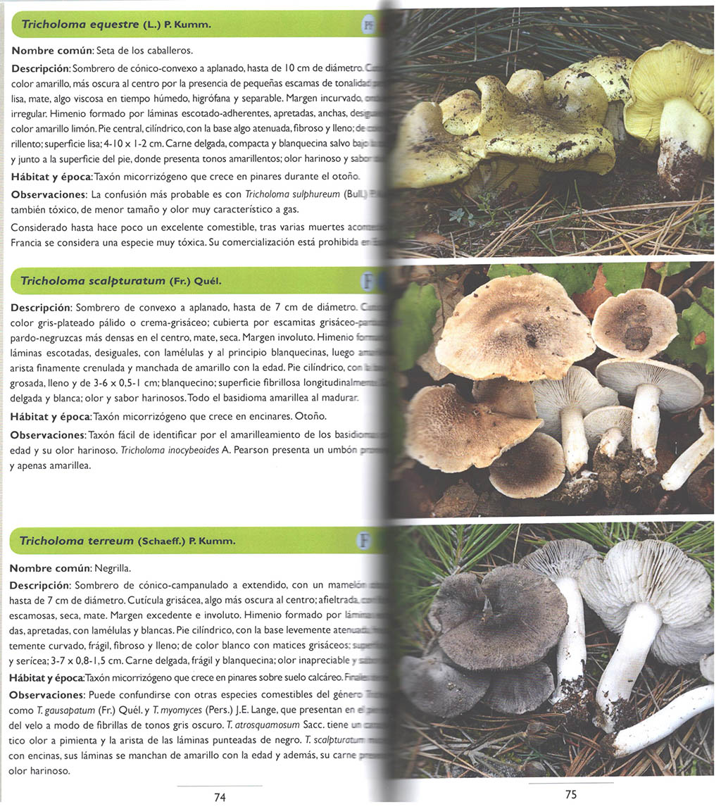 SETAS DEL PARQUE NATURAL SIERRA DE LAS NIEVES Y SU ÁMBITO 2