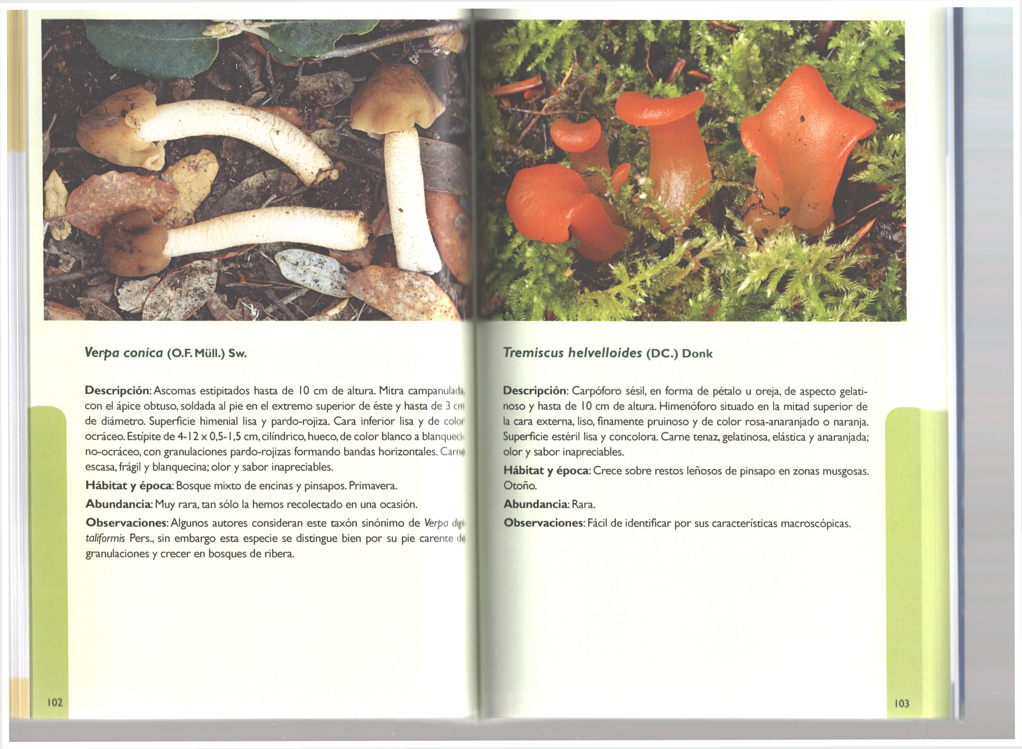 CATÁLOGO MICOLÓGICO DEL PARQUE NATURAL SIERRA DE GRAZALEMA (CÁDIZ - MÁLAGA) 2