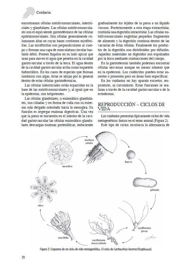 LOS INVERTEBRADOS MARINOS 2