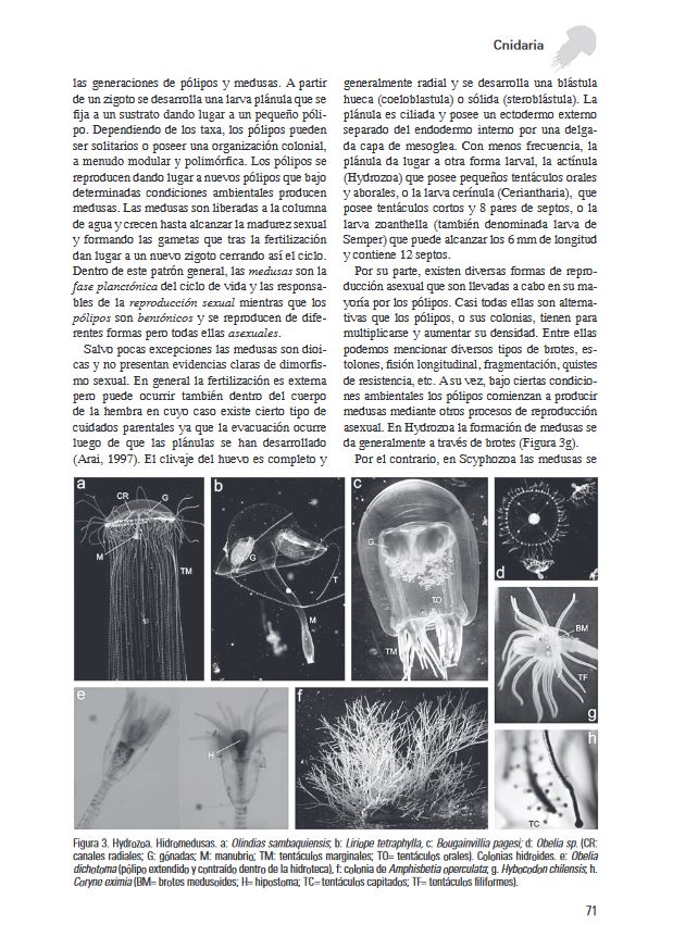 LOS INVERTEBRADOS MARINOS 3