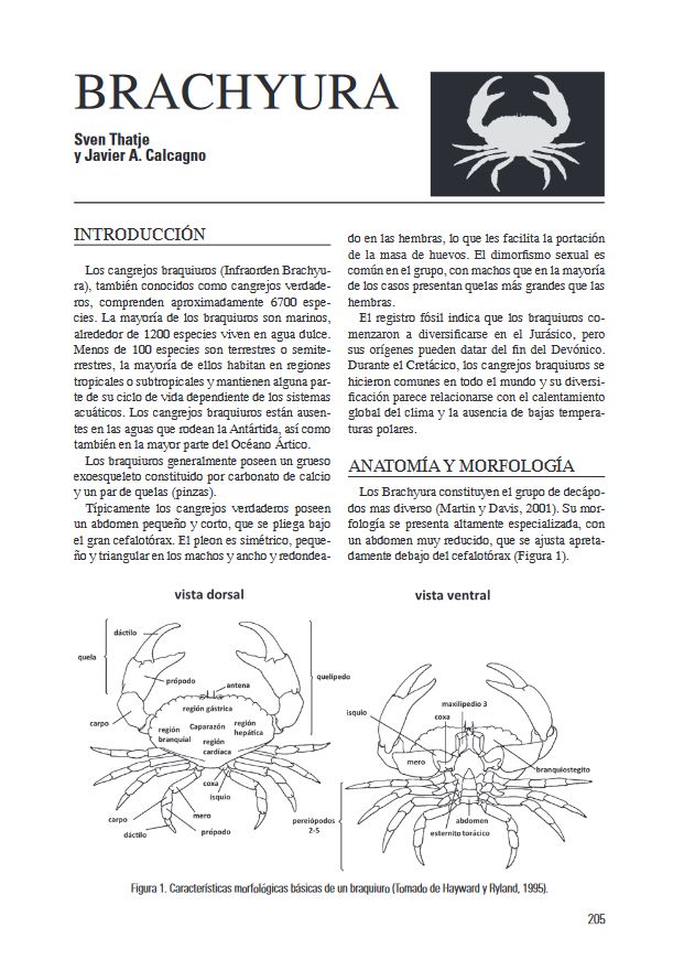 LOS INVERTEBRADOS MARINOS 4