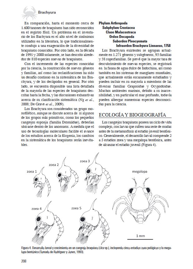 LOS INVERTEBRADOS MARINOS 5