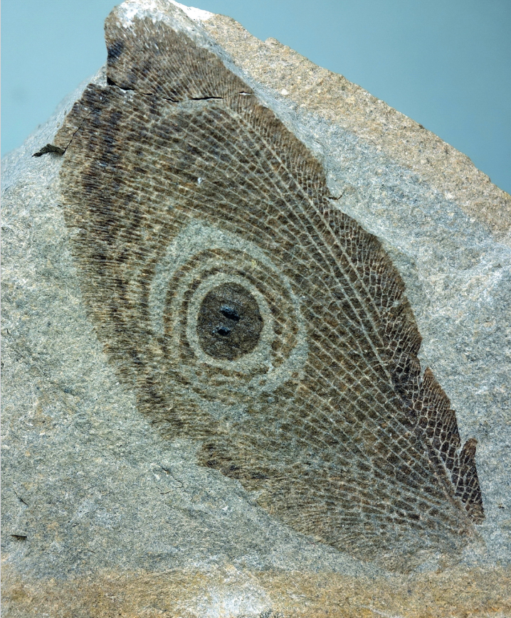 INSECTOS: PEQUEÑOS COLOSOS DE LA EVOLUCIÓN 4