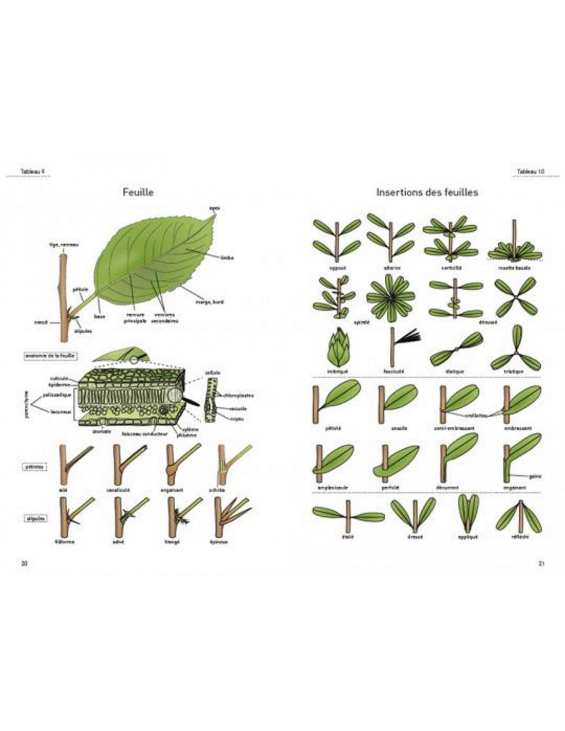 LE GLOSSAIRE ILLUSTRÉ POUR LA BOTANIQUE DE TERRAIN  2