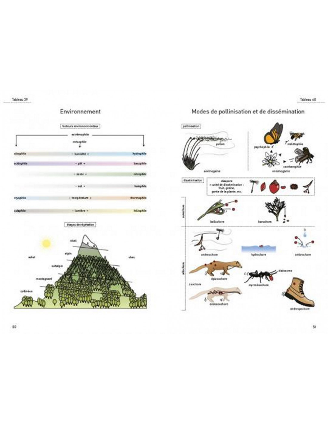 LE GLOSSAIRE ILLUSTRÉ POUR LA BOTANIQUE DE TERRAIN  3