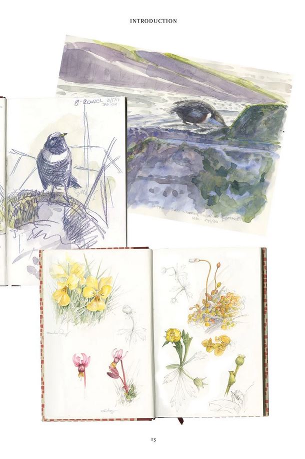 THE HEN HARRIER'S YEAR 2