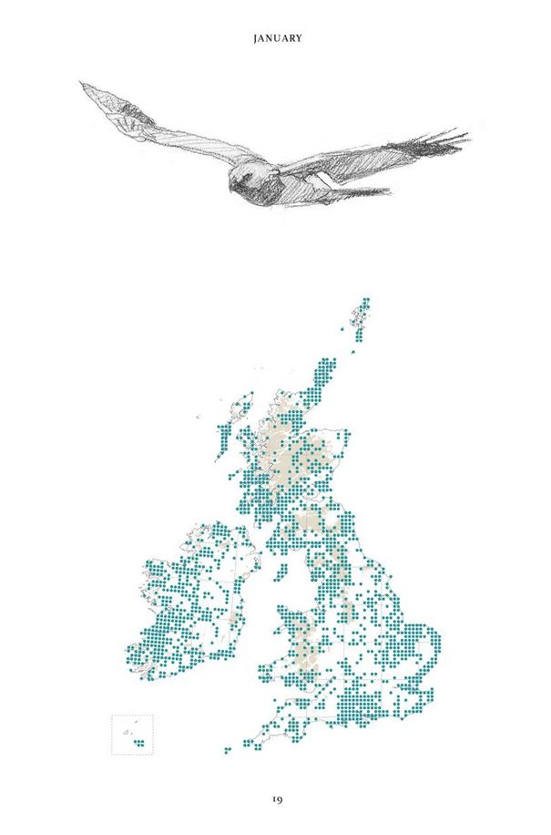 THE HEN HARRIER'S YEAR 4