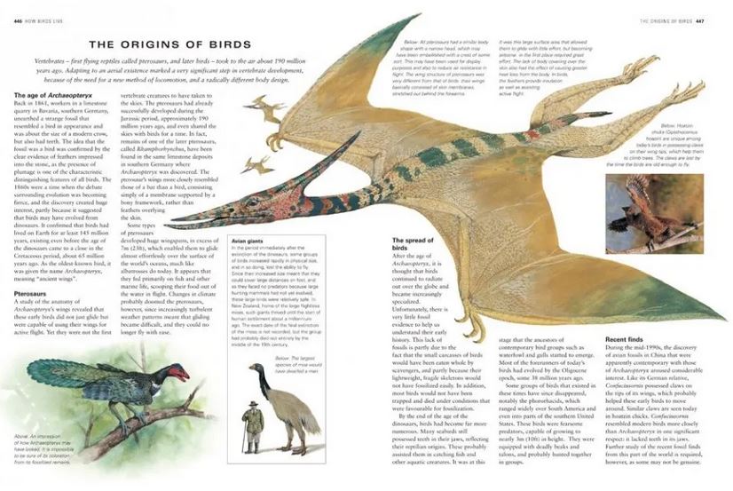 THE COMPLETE ILLUSTRATED ENCYCLOPEDIA OF BIRDS OF THE WORLD 2