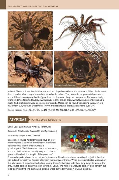 PRINCETON FIELD GUIDE SPIDERS OF NORTH AMERICA 2