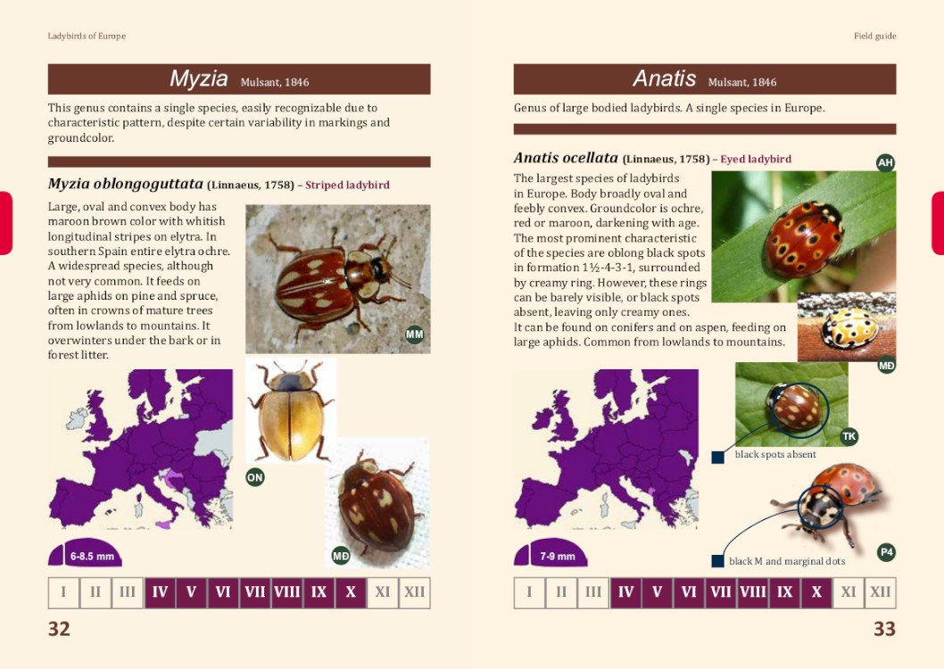 LADYBIRDS OF EUROPE 2