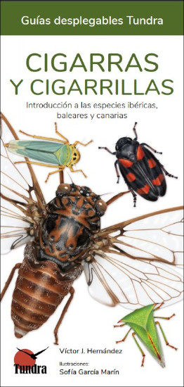 CIGARRAS Y CIGARRILLAS. INTRODUCCIÓN A LAS ESPECIES IBÉRICAS, BALEARES Y CANARIAS. GUÍAS DESPLEGABLES TUNDRA 1