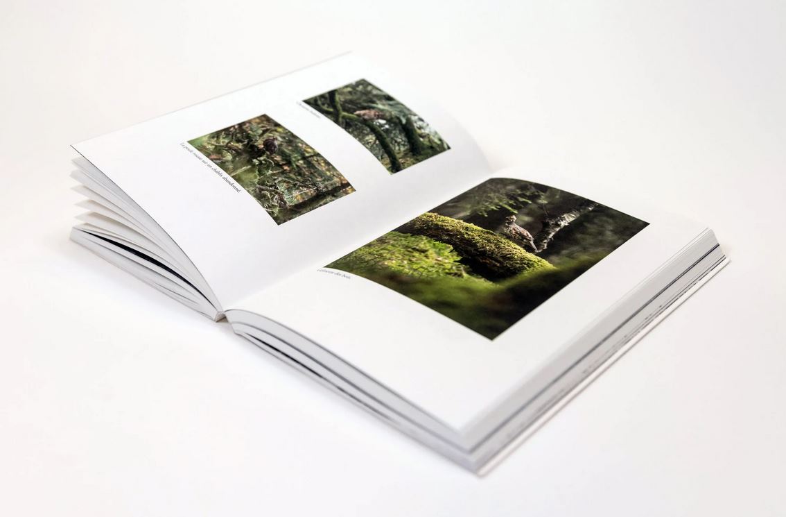 L'OISEAU FORÊT 4