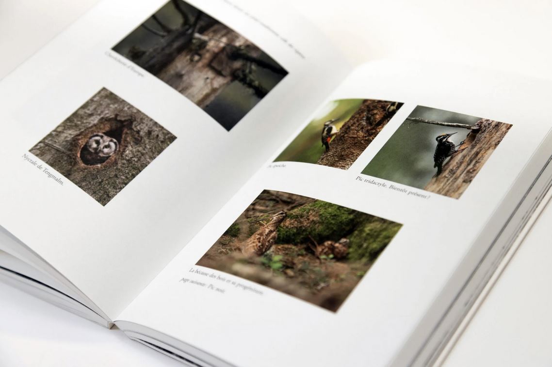 L'OISEAU FORÊT 5