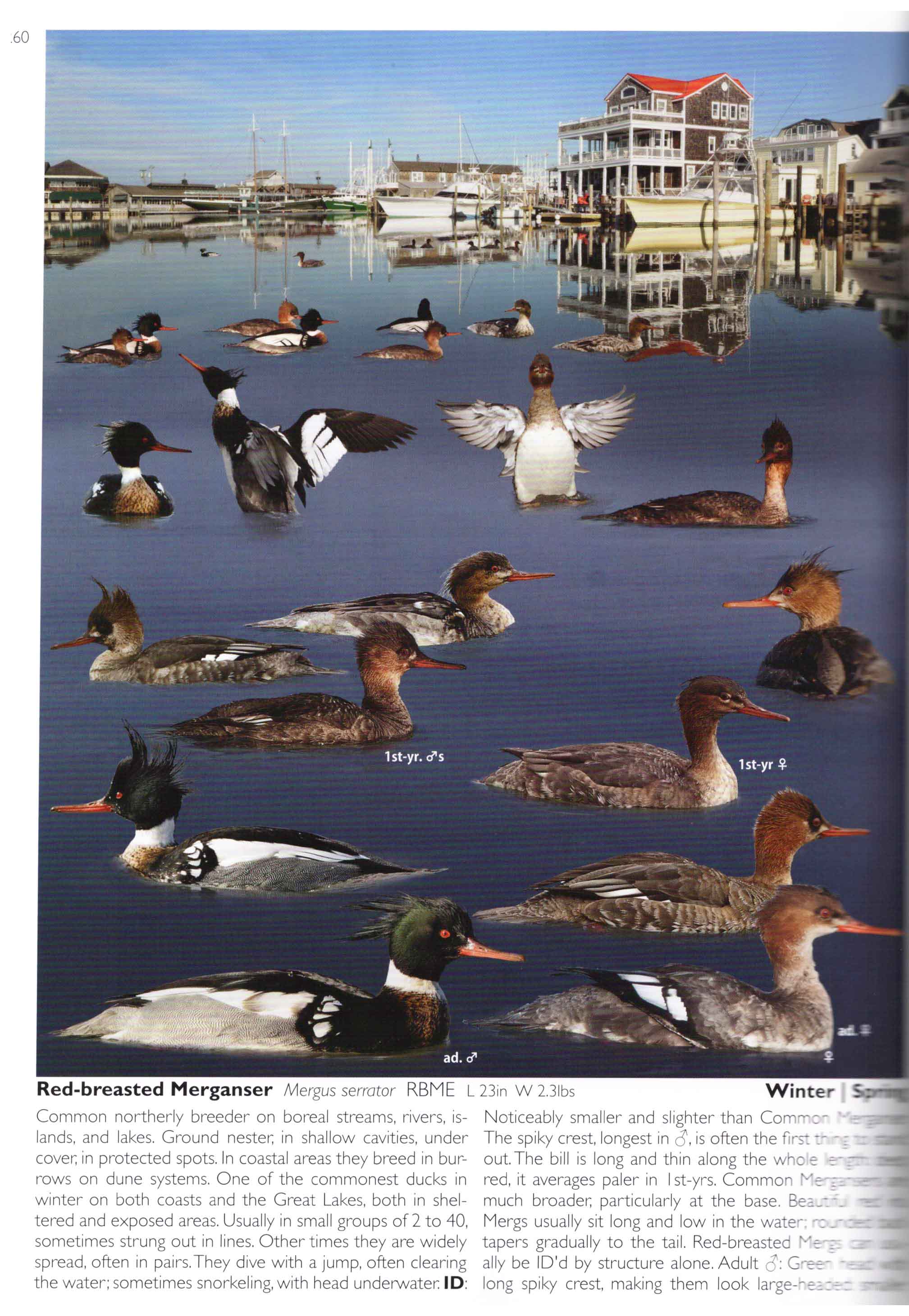 THE CROSSLEY ID GUIDE : WATERFOWL 2