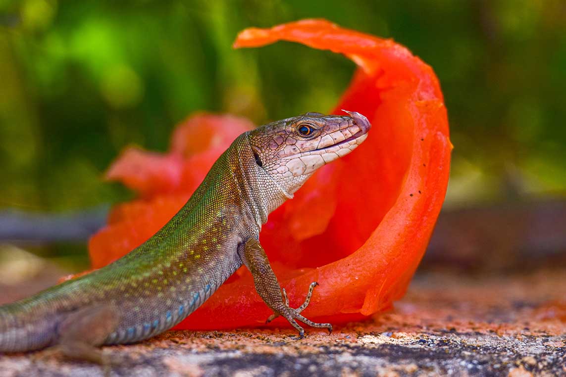 SARGANTANES EL TEMPS S'ACABA 2