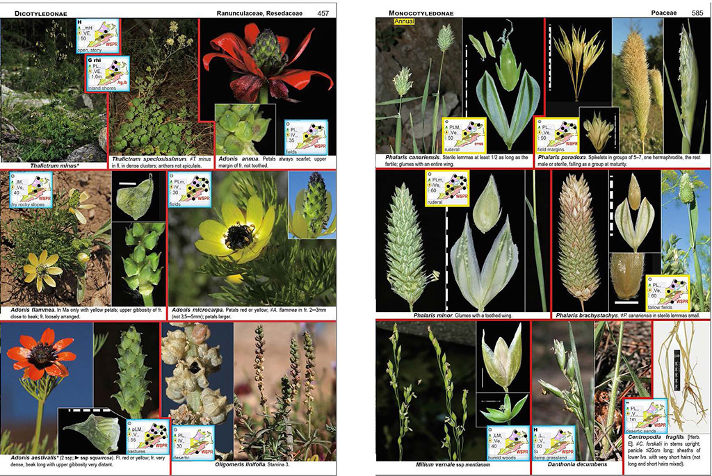 ILLUSTRATED FLORA OF MOROCCO 3