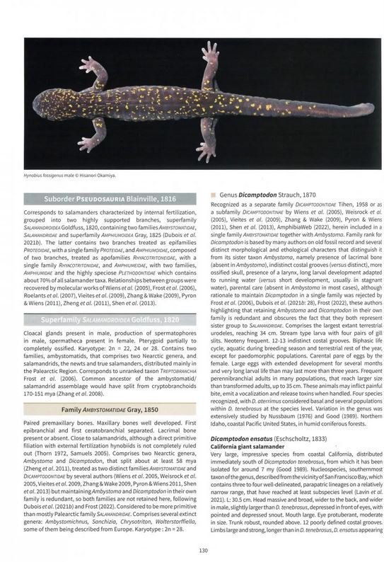 SALAMANDERS & NEWTS OF THE WORLD 2