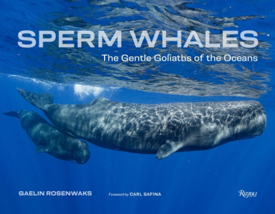SPERM WHALES. THE GENTLE GOLIATHS OF THE OCEANS