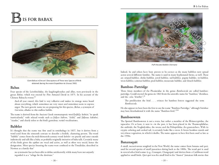 THE BIRD NAME BOOK 4